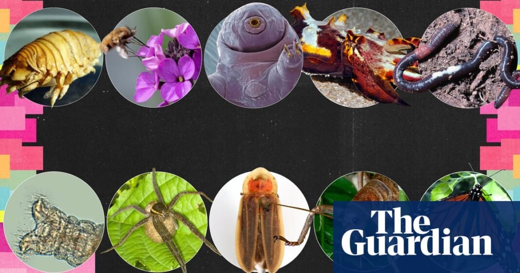 2025 Invertebrate of the Year: Cast Your Vote for Your Favorite | Environment