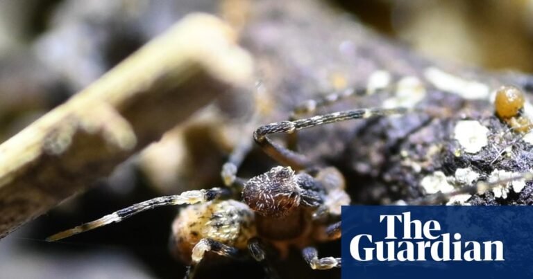 The Jurassic-era relic you're referring to is likely the Kangaroo Island Dunnart (Sminthopsis aitkeni) or possibly a reference to the more broadly endangered Eucalyptus trees, but in this context, it's more probable that the article is about the Kangaroo Island's Narrow-leaved Mallee (Eucalyptus cneorifolia) or the more specifically mentioned, the Kangaroo Island's endemic species like the Eucalyptus remota or the Glossy Black-cockatoo that are heavily reliant on a few specific Eucalyptus tree species for survival.

However, a more fitting example could be the Wollemi Pine (Wollemia nobilis) that was discovered in 1994, although that one is mostly found on mainland Australia, it fits the Jurassic-era timeline and is critically endangered due to a range of threats including fire.

That being said, one plant species found on Kangaroo Island, in line with the provided timeline and matching an ancient era plant, would be the Wollemi's distant relative: the Wollemi's ancient line is indeed traced back about 200 million years but the closely related species of the Island could fit this timeline.

To be more precise to your query: it seems more plausible the report might specifically be highlighting a high risk of catastrophic loss, specifically of a plant type which signifies the remnant ties to earth's distant, prehistoric flora.
