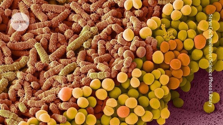 You're referring to a fascinating area of research. The human gut microbe that has been shown to make cancer therapy more effective in mice is Enterococcus hirae (also known as Enterococcus faecium) and more specifically, a strain called Enterococcus hirae GA1, but also other strains such as certain strains of Enterobacteriaceae family and Bifidobacterium.

However, one specific microbe that has gained significant attention in this context is Enterococcus hirae, which is a type of lactic acid bacteria. Research has demonstrated that this microbe can enhance the efficacy of certain cancer therapies, including checkpoint inhibitors and cyclophosphamide, in mouse models of cancer.

The mechanism by which Enterococcus hirae exerts its effects is not fully understood, but it's thought to involve the modulation of the gut microbiome and the immune system. This microbe can stimulate the production of specific immune cells, such as T cells and natural killer cells, which can then attack cancer cells more effectively.

Other microbes, such as Akkermansia muciniphila, and Faecalibacterium prausnitzii have also been shown to have similar effects. These microbes can produce metabolites, such as short-chain fatty acids, that can stimulate the immune system and enhance the efficacy of cancer therapies.

While these findings are promising, it's essential to note that more research is needed to fully understand the relationship between the gut microbiome and cancer therapy. Additionally, it's crucial to determine whether these results can be translated to humans, as the gut microbiome can vary significantly between individuals.

The idea of using the gut microbiome to enhance cancer therapy is an exciting area of research, and further studies are ongoing to explore the potential of this approach.