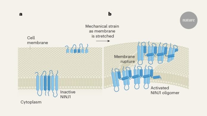 You're referring to a scientific study on the NINJ1 protein and its role in membrane rupture. The NINJ1 protein, also known as Ninjurin1, is a mechanosensitive protein that plays a crucial role in various cellular processes, including cell membrane repair and immune response.

The study you're mentioning suggests that mechanical stress can trigger the NINJ1 protein to rupture cell membranes. This is a significant finding, as it sheds light on the molecular mechanisms underlying cellular responses to mechanical stress.

Mechanical stress can arise from various sources, such as mechanical injury, inflammation, or other forms of cellular stress. When cells experience mechanical stress, it can lead to changes in the cell membrane's structure and function, potentially causing membrane rupture.

The NINJ1 protein is thought to sense mechanical stress through its ability to bind to specific membrane lipids and proteins. Upon binding, the protein undergoes a conformational change, which triggers a series of downstream events that ultimately lead to membrane rupture.

Membrane rupture can have both positive and negative consequences for the cell. On one hand, it can allow for the release of cellular contents, such as cytokines and chemokines, which can help to initiate an immune response. On the other hand, excessive membrane rupture can lead to cell lysis and death.

The discovery of the NINJ1 protein's role in mechanical stress-induced membrane rupture has significant implications for our understanding of various diseases and conditions, including traumatic brain injury, cardiovascular disease, and cancer.

Would you like to know more about the NINJ1 protein or its role in specific diseases? Or perhaps you have questions about the molecular mechanisms underlying mechanical stress-induced membrane rupture?