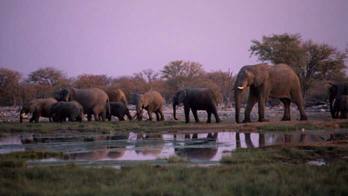 <p>That's a great topic! Satellites are indeed playing a crucial role in protecting critically endangered desert elephants. Here's how:</p>
<p><strong>Tracking and monitoring</strong>: Satellites are used to track the movement of desert elephants using GPS collars. These collars send location data to researchers and conservationists, allowing them to monitor the elephants' migration patterns, habitat use, and social behavior. This information helps conservationists to identify areas of high conservation value and to develop effective conservation strategies.</p>
<p><strong>Habitat mapping</strong>: Satellite imagery is used to create detailed maps of the desert elephants' habitat, including vegetation, water sources, and human-dominated landscapes. These maps help conservationists to identify areas of habitat fragmentation, human-wildlife conflict, and other threats to the elephants.</p>
<p><strong>Human-wildlife conflict mitigation</strong>: Satellites can detect early signs of human-wildlife conflict, such as crop damage or water source degradation. This allows conservationists to intervene early and prevent conflicts from escalating. For example, satellite-based monitoring can help identify areas where elephants are approaching human settlements or crops, enabling conservationists to deploy deterrents or other mitigation measures.</p>
<p><strong>Poaching detection and prevention</strong>: Satellites can be used to detect poaching activity, such as the presence of poachers' camps or the movement of poached animals. This information can be used to alert conservation authorities and anti-poaching teams, allowing them to respond quickly and effectively to prevent poaching.</p>
<p><strong>Collaboration and community engagement</strong>: Satellite-based monitoring can also facilitate collaboration and community engagement in conservation efforts. For example, satellite imagery can be used to engage local communities in monitoring and managing elephant populations, and to provide them with information on elephant movement and behavior.</p>
<p><strong>Some examples of successful satellite-based conservation projects</strong>:</p>
<ul>
<li>The "Desert Elephant Project" in Namibia, which uses satellite tracking and monitoring to study desert elephant behavior and habitat use.</li>
<li>The "Elephant-Human Relations Aid" (EHRA) project in Namibia, which uses satellite-based monitoring to detect early signs of human-wildlife conflict and prevent poaching.</li>
<li>The "Space for Giants" project, which uses satellite imagery to monitor elephant populations and habitats across Africa, and to provide conservationists with detailed information on elephant movement and behavior.</li>
</ul>
<p>Overall, the use of satellites in desert elephant conservation is a powerful example of how technology can be harnessed to protect endangered species and their habitats. By providing conservationists with accurate and timely information, satellites can help to prevent human-wildlife conflict, detect poaching activity, and promote effective conservation strategies.</p>