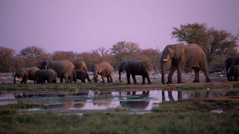 <p>That's a great topic! Satellites are indeed playing a crucial role in protecting critically endangered desert elephants. Here's how:</p>
<p><strong>Tracking and monitoring</strong>: Satellites are used to track the movement of desert elephants using GPS collars. These collars send location data to researchers and conservationists, allowing them to monitor the elephants' migration patterns, habitat use, and social behavior. This information helps conservationists to identify areas of high conservation value and to develop effective conservation strategies.</p>
<p><strong>Habitat mapping</strong>: Satellite imagery is used to create detailed maps of the desert elephants' habitat, including vegetation, water sources, and human-dominated landscapes. These maps help conservationists to identify areas of habitat fragmentation, human-wildlife conflict, and other threats to the elephants.</p>
<p><strong>Human-wildlife conflict mitigation</strong>: Satellites can detect early signs of human-wildlife conflict, such as crop damage or water source degradation. This allows conservationists to intervene early and prevent conflicts from escalating. For example, satellite-based monitoring can help identify areas where elephants are approaching human settlements or crops, enabling conservationists to deploy deterrents or other mitigation measures.</p>
<p><strong>Poaching detection and prevention</strong>: Satellites can be used to detect poaching activity, such as the presence of poachers' camps or the movement of poached animals. This information can be used to alert conservation authorities and anti-poaching teams, allowing them to respond quickly and effectively to prevent poaching.</p>
<p><strong>Collaboration and community engagement</strong>: Satellite-based monitoring can also facilitate collaboration and community engagement in conservation efforts. For example, satellite imagery can be used to engage local communities in monitoring and managing elephant populations, and to provide them with information on elephant movement and behavior.</p>
<p><strong>Some examples of successful satellite-based conservation projects</strong>:</p>
<ul>
<li>The "Desert Elephant Project" in Namibia, which uses satellite tracking and monitoring to study desert elephant behavior and habitat use.</li>
<li>The "Elephant-Human Relations Aid" (EHRA) project in Namibia, which uses satellite-based monitoring to detect early signs of human-wildlife conflict and prevent poaching.</li>
<li>The "Space for Giants" project, which uses satellite imagery to monitor elephant populations and habitats across Africa, and to provide conservationists with detailed information on elephant movement and behavior.</li>
</ul>
<p>Overall, the use of satellites in desert elephant conservation is a powerful example of how technology can be harnessed to protect endangered species and their habitats. By providing conservationists with accurate and timely information, satellites can help to prevent human-wildlife conflict, detect poaching activity, and promote effective conservation strategies.</p>