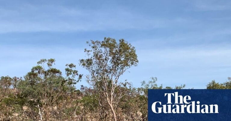 <p><strong>Vast and Spectacular: A Five-Day Hike to Smitt Rock and Eighth Gorge in Nitmiluk National Park</strong></p>
<p>Located in the heart of Australia's Northern Territory, Nitmiluk National Park is a hiker's paradise. The park is home to some of the most stunning landscapes in the country, with its vast gorges, crystal-clear waterfalls, and Aboriginal rock art. One of the most iconic and challenging hikes in the park is the five-day trek to Smitt Rock and Eighth Gorge. This journey takes you through some of the most breathtaking scenery in the park, with its rugged terrain, diverse wildlife, and rich cultural heritage.</p>
<p><strong>Day 1: Trailhead to Smitt Rock Camp</strong></p>
<p>The hike begins at the trailhead near the Nitmiluk National Park visitor center. From here, you'll follow the trail as it winds its way through the scenic landscape, passing through open woodland and along the edges of rocky outcrops. The first day's hike is approximately 10 kilometers, and you'll arrive at Smitt Rock Camp in the late afternoon. This camp is situated near the base of Smitt Rock, a massive granite outcrop that dominates the landscape.</p>
<p><strong>Day 2: Smitt Rock to Fifth Gorge</strong></p>
<p>After a hearty breakfast, you'll set off on the second day's hike, which takes you through some of the most spectacular scenery in the park. The trail follows the Katherine River as it winds its way through the gorge, passing through lush vegetation and beneath towering cliffs. You'll arrive at Fifth Gorge Camp in the late afternoon, where you can take a refreshing swim in the river or explore the surrounding area.</p>
<p><strong>Day 3: Fifth Gorge to Seventh Gorge</strong></p>
<p>The third day's hike is one of the most challenging sections of the trek, with steep inclines and rocky terrain. However, the scenery is truly breathtaking, with stunning views of the gorge and the surrounding landscape. You'll pass through Seventh Gorge, which is known for its crystal-clear waterfalls and lush vegetation. The camp for the night is located near the gorge, where you can relax and take in the peaceful surroundings.</p>
<p><strong>Day 4: Seventh Gorge to Eighth Gorge</strong></p>
<p>The fourth day's hike takes you through some of the most remote and rugged terrain in the park. The trail follows the Katherine River as it winds its way through the gorge, passing through narrow chasms and beneath towering cliffs. You'll arrive at Eighth Gorge Camp in the late afternoon, where you can take a refreshing swim in the river or explore the surrounding area.</p>
<p><strong>Day 5: Eighth Gorge to Trailhead</strong></p>
<p>The final day's hike takes you back through the scenic landscape, passing through open woodland and along the edges of rocky outcrops. You'll arrive back at the trailhead in the late morning, where you can reflect on the incredible journey you've just completed.</p>
<p><strong>Tips and Essentials</strong></p>
<ul>
<li><strong>Permits:</strong> A permit is required to hike in Nitmiluk National Park. These can be obtained from the park's visitor center.</li>
<li><strong>Guides:</strong> It's recommended to hire a guide or join a guided tour, especially if you're not experienced with hiking in remote areas.</li>
<li><strong>Safety:</strong> Always carry plenty of water, food, and sun protection, and be aware of the risks of dehydration, heat exhaustion, and wildlife encounters.</li>
<li><strong>Cultural sensitivity:</strong> Nitmiluk National Park is home to many significant Aboriginal sites, so be respectful of the park's cultural heritage and follow any guidelines or instructions from park rangers.</li>
<li><strong>Physical condition:</strong> This hike is challenging and requires a good level of physical fitness. Make sure you're prepared and have the necessary experience before embarking on the trek.</li>
</ul>
<p><strong>Accommodation and Facilities</strong></p>
<ul>
<li><strong>Camping:</strong> There are designated campsites throughout the park, including at Smitt Rock, Fifth Gorge, Seventh Gorge, and Eighth Gorge. These campsites have basic facilities, including toilets and picnic tables.</li>
<li><strong>Food and water:</strong> You'll need to bring all your own food and water, as there are no facilities or services along the trail.</li>
<li><strong>Emergency services:</strong> In case of an emergency, there are park rangers and emergency services available, but be aware that mobile phone reception is limited in the park.</li>
</ul>
<p><strong>Conclusion</strong></p>
<p>The five-day hike to Smitt Rock and Eighth Gorge in Nitmiluk National Park is an unforgettable adventure that takes you through some of the most spectacular scenery in Australia. With its rugged terrain, diverse wildlife, and rich cultural heritage, this hike is a must-do for any serious hiker or nature lover. Just remember to be prepared, respectful, and safe, and you'll have an experience of a lifetime.</p>