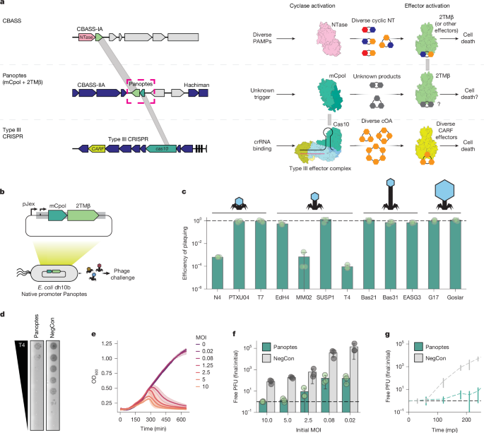 The CRISPR-Cas10 enzyme is part of a larger system known as the CRISPR-Cas system, which is a prokaryotic defense mechanism against invading viruses and other foreign genetic elements. The CRISPR-Cas10 system, specifically, is a type III CRISPR-Cas system that has been found to confer immunity through a unique mechanism involving inhibitory signalling.

In this system, the Cas10 enzyme plays a central role in detecting and responding to invading DNA. When invading DNA is detected, the Cas10 enzyme is activated, leading to the production of signalling molecules that inhibit various cellular processes, including transcription and translation. This inhibitory signalling serves as a mechanism to prevent the invading DNA from being expressed and to Neutralize the threat.

The miniature CRISPR-Cas10 enzyme, which is a smaller version of the traditional Cas10 enzyme, has been found to retain the ability to confer immunity through inhibitory signalling. This is significant because it suggests that the miniature enzyme may be useful for applications such as genome editing, where a smaller enzyme may be beneficial for delivery and targeting.

The mechanism of the miniature CRISPR-Cas10 enzyme involves the detection of invading DNA, which triggers the activation of the enzyme. The activated enzyme then produces signalling molecules that inhibit cellular processes, leading to the Neutralization of the invading DNA. This process is thought to occur through the enzyme's ability to bind to specific DNA sequences and to recruit other proteins that are involved in the inhibitory signalling pathway.

Overall, the discovery of the miniature CRISPR-Cas10 enzyme and its ability to confer immunity through inhibitory signalling has significant implications for our understanding of the CRISPR-Cas system and its potential applications in biotechnology and medicine.