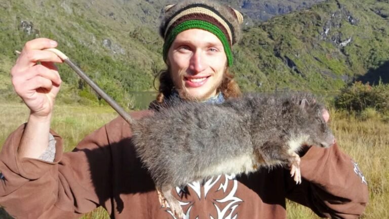 What a fascinating story! The woolly rat, also known as the “woolly giant rat” or ” cloud rat,” is a species of rodent that was thought to be extinct for over 30 years. It’s a remarkable example of a species that was considered lost to science, only to reappear unexpectedly.
The woolly rat (Crateromys schadenbergi) is a large rodent that belongs to the family Muridae. It’s native to the mountains of Luzon, the largest island in the Philippines. The species was first discovered in the early 20th century, and it was considered to be one of the most unique and fascinating rodents in the world.
However, despite its initial discovery, the woolly rat was never seen again after the 1980s. Numerous expeditions and surveys were conducted to try to find the species, but all efforts were unsuccessful. As a result, the woolly rat was considered to be extinct, and it was listed as such on the International Union for Conservation of Nature (IUCN) Red List.
But then, in a surprising turn of events, a team of scientists from the University of the Philippines and the Philippines’ Department of Environment and Natural Resources announced that they had rediscovered the woolly rat in the wild. The sighting was made in a remote area of the Luzon mountains, and it was confirmed through camera trap images and genetic analysis.
The rediscovery of the woolly rat is a remarkable example of how species can persist in the wild, even when they are thought to be extinct. It’s a reminder that there is still much to be learned about the natural world, and that even the most unlikely species can still be found with dedication and perseverance.
The woolly rat’s rediscovery is also a testament to the importance of conservation efforts. The species is still considered to be critically endangered, and its habitat is under threat from deforestation, mining, and other human activities. As a result, conservationists are working to protect the woolly rat’s habitat and to develop strategies for managing the species’ population.
Overall, the story of the woolly rat’s rediscovery is a thrilling example of how science and conservation can come together to protect and preserve the natural world. It’s a reminder that even the most unlikely species can still be found, and that with dedication and effort, we can work to protect and conserve the world’s most fascinating creatures. What a fascinating story! The woolly rat, also known as the “woolly giant rat” or ” cloud rat,” is a species of rodent that was thought to be extinct for over 30 years. It’s a remarkable example of a species that was considered lost to science, only to reappear unexpectedly.
The woolly rat (Crateromys schadenbergi) is a large rodent that belongs to the family Muridae. It’s native to the mountains of Luzon, the largest island in the Philippines. The species was first discovered in the early 20th century, and it was considered to be one of the most unique and fascinating rodents in the world.
However, despite its initial discovery, the woolly rat was never seen again after the 1980s. Numerous expeditions and surveys were conducted to try to find the species, but all efforts were unsuccessful. As a result, the woolly rat was considered to be extinct, and it was listed as such on the International Union for Conservation of Nature (IUCN) Red List.
But then, in a surprising turn of events, a team of scientists from the University of the Philippines and the Philippines’ Department of Environment and Natural Resources announced that they had rediscovered the woolly rat in the wild. The sighting was made in a remote area of the Luzon mountains, and it was confirmed through camera trap images and genetic analysis.
The rediscovery of the woolly rat is a remarkable example of how species can persist in the wild, even when they are thought to be extinct. It’s a reminder that there is still much to be learned about the natural world, and that even the most unlikely species can still be found with dedication and perseverance.
The woolly rat’s rediscovery is also a testament to the importance of conservation efforts. The species is still considered to be critically endangered, and its habitat is under threat from deforestation, mining, and other human activities. As a result, conservationists are working to protect the woolly rat’s habitat and to develop strategies for managing the species’ population.
Overall, the story of the woolly rat’s rediscovery is a thrilling example of how science and conservation can come together to protect and preserve the natural world. It’s a reminder that even the most unlikely species can still be found, and that with dedication and effort, we can work to protect and conserve the world’s most fascinating creatures.